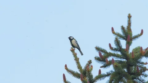 Great tit sitting on top of a spruce and singing Stock Footage 129857584