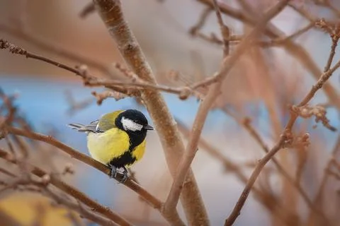 The great tit sitting on tree branch. Stock Photos