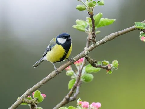 A great tit sitting on a tree Stock Photos