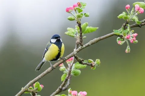 A great tit sitting on a tree Stock Photos