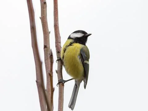 A great tit sitting on a tree Stock Photos