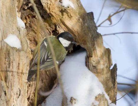 Great tit sitting on a tree trunk. Stock Photos