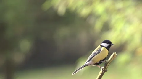 Great tit - slow motion Stock Footage 57505458