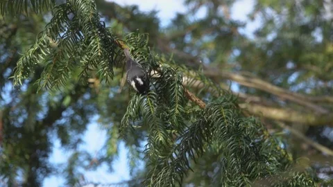 Great Tit in slow motion Video stock 106116911