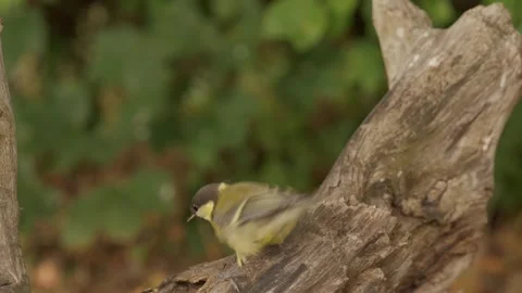 A great tit in slow motion, pecking at a tree branch to forage for food Stock Footage 344231158