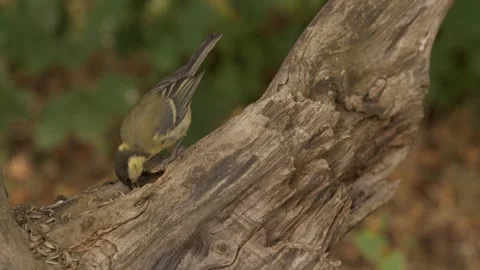 A Great tit in slow motion, pecking at seeds on a tree branch Stock Footage 344231173