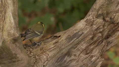 A Great tit in slow motion, pecking at a tree branch and then flying off Stock Footage 344231189