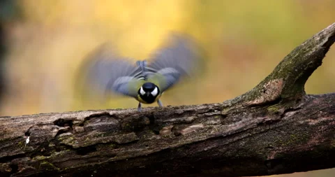 Great Tit small bird isolated perched on a tree branch and jumping slow motion Stock Footage 239103490