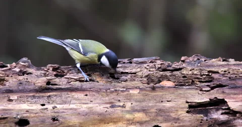 Great Tit small bird perched on tree trunk and flying away with seed slow motion Stock Footage 226801198