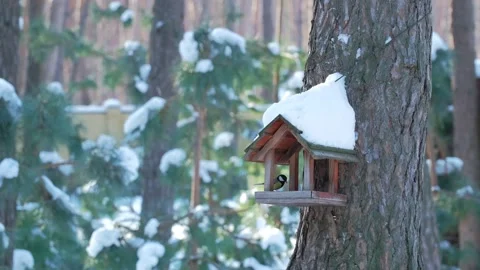 Great Tit on Snow Capped Feeder in Winter Forest Stock Footage 346251453