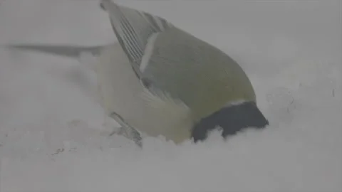 Great Tit in snow Stock Footage 246291483