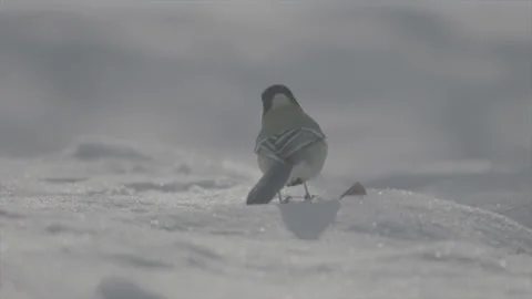 Great tit in snow Part2 Stock Footage 246295799
