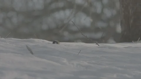 Great tit in snow Part4 库存影片 246300377