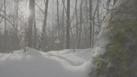 Great tit in snow Part5 库存影片 246300978