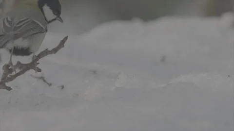 Great tit in snow Part6 库存影片 246315548
