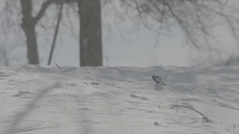 Great tit in snow Part7 Stock Footage 246317143