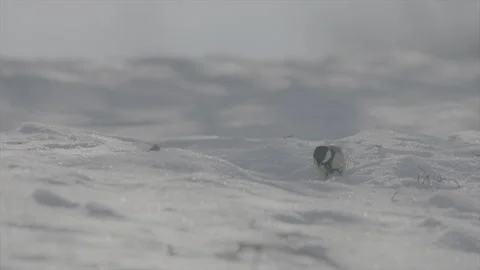 Great tit in snow Part8 Stock Footage 246325605