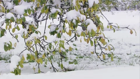 Great tit in the snow under low hanging branches with autumn leaves Stock Footage 283120852