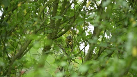 Great tit songbird perched in a leafy green shrub Stock Footage 344733784