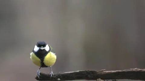 Great tit spins on a branch with a seed in its beak Stock Footage 281261860