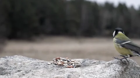 Great tit takes a large nut then flies off with it. Stock-Footage 172263587