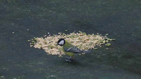 Great Tit takes quickly grains on table (Parus major), seeds Stock-Footage 164871811
