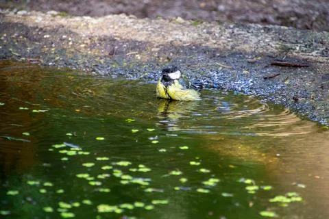 Great tit taking a bath Foto stock