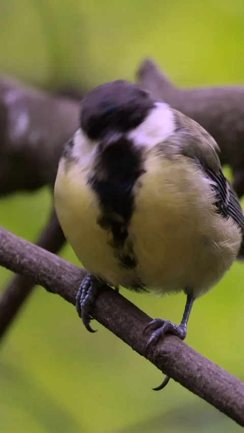 Great tit taking flight from tree branch. Vertical Stock Footage 342935220