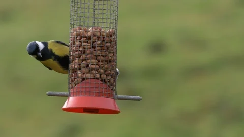 Great tit taking peanut from nut feeder before flying out of frame Stock Footage 87046729