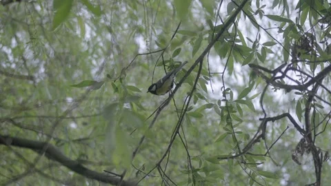Great Tit taking off in Willow Tree Vídeos de archivo 334669190