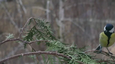 Great tit on a thuja branch. Stock-Footage 116879112