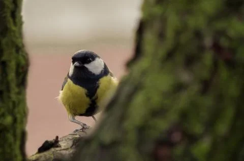 Great tit titmouse Stock Photos