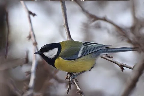 Great tit on a tree branch Stock Photos