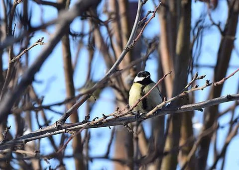 Great tit on a tree branch Stock Photos