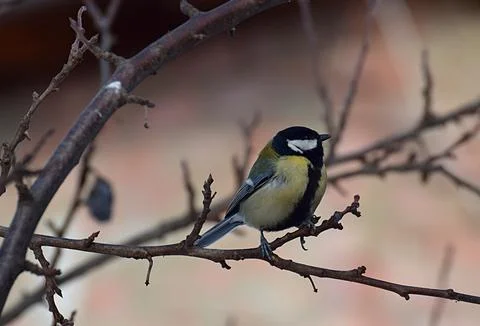 Great tit on a tree branch Stock Photos