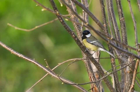 Great tit on tree branch in spring Foto stock