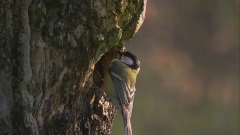 Great tit at a tree hole in the forest in spring Stock Footage 268050966