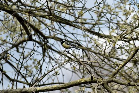 Great tit in a tree Stock Photos