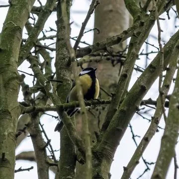 Great Tit in a tree Stock Photos