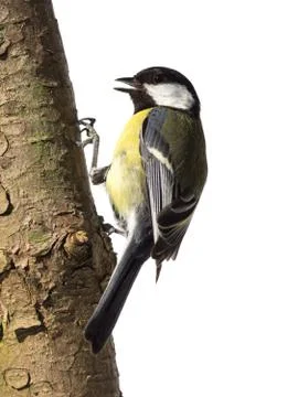 Great tit on a tree trunk Stock Photos