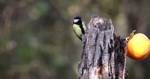 Great Tit two small birds perched on a tree stump and flying away one after Stock Footage 226786143