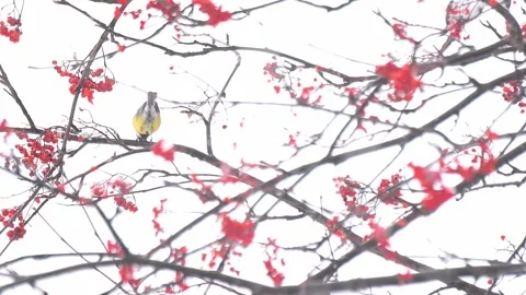 Great tit under snowfall eats rowan berries (Parus major) Stock Footage 344678257