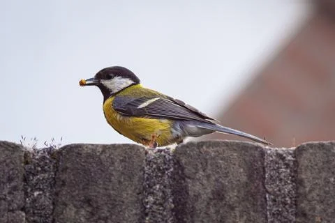 Great tit on a wall Stock Photos