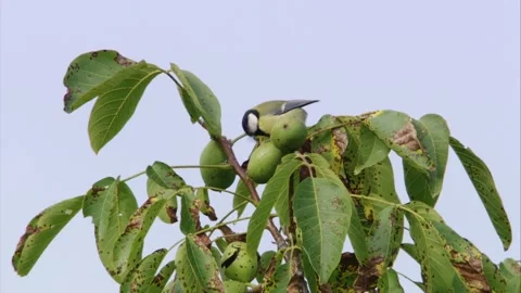Great tit in the walnut tree with nuts at the branch Stock Footage 283120907