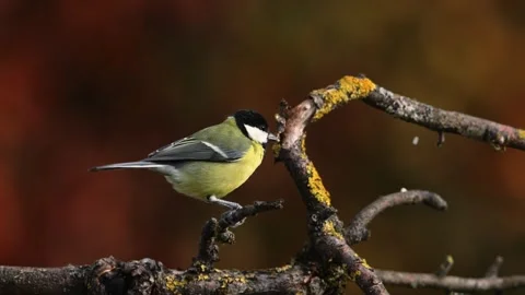 A great Tit in the wild Stock Footage 320353941