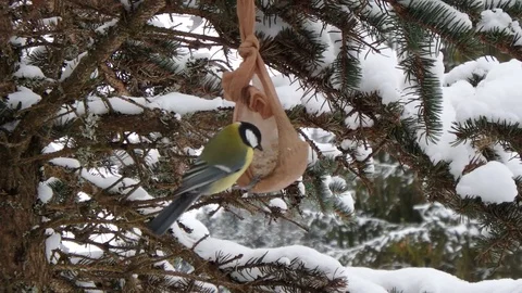Great Tit in winter, Stock Footage 85669617