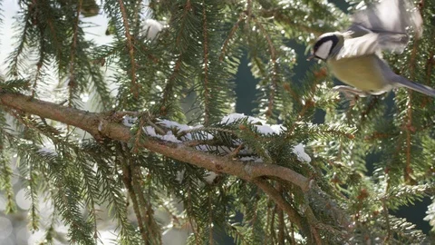 Great tit in winter Stock Footage 86196959