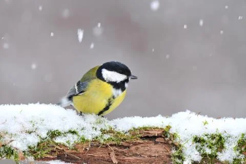 Great tit in winter Stock Photos