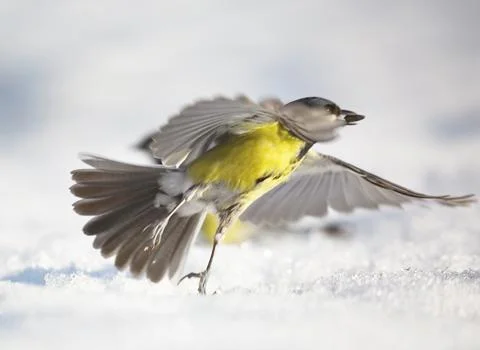 Great tit in winter Stock Photos