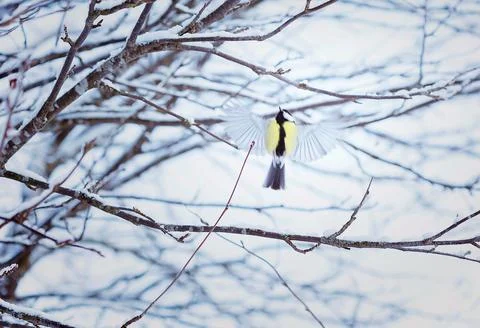 Great tit in winter Stock Photos